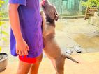 American Bully