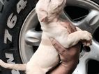 American Bully Puppies