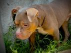 American Bully Dog