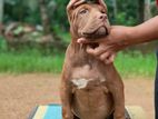 American Bully Puppy