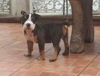 American Bully
