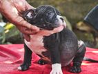 American Bully