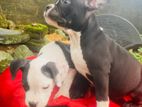 American Bully Puppies