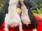 American Bully Puppies