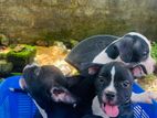 American Bully Puppies