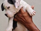 American Bully Puppies