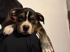 american bully