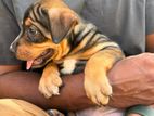 American bully