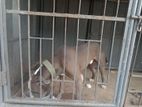 American Bully