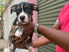 American Bully XL Puppies