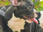 American Bully
