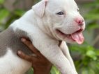 American Bully Puppy
