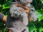 American Bully Puppies
