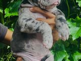 American Bully Puppies