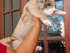 American Bully Puppies