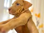 American Bully