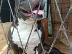 American Bully Dog