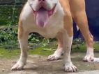 American Bully