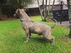 American Bully