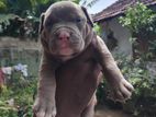 American Bully Puppies