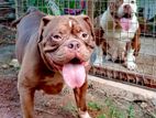 American Bully