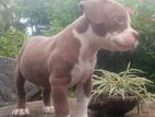 American Bully