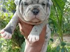 American Bully Puppies