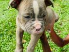 American Bully Puppy