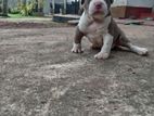American Bully