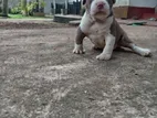 American Bully