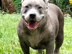 American Bully Dog