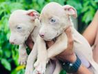 American Bully Puppies