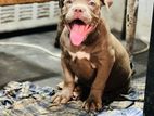 American Bully