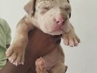 American Bully Puppies