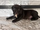 American Bully Puppy