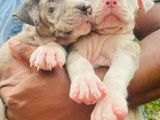 American Bully Puppies