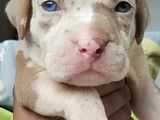 American Bully Puppies