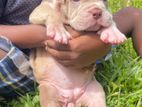 American Bully Puppies