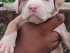 American Bully Puppies