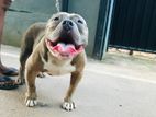 American Bully Dog