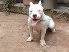 American Bully