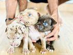 American Bully Puppies