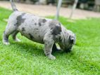 American Bully Puppies