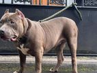 American Bully