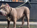 American Bully