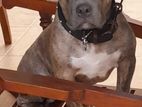 American Bully