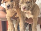 American Bully Puppies