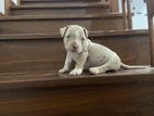 American Bully Puppies