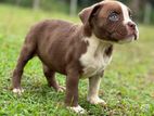 American bully