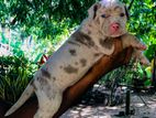 American Bully Puppy